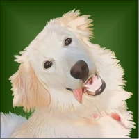 Goldy Dog Running