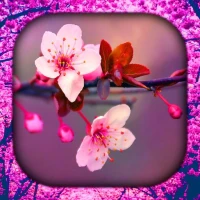 Cherry Blossom Wallpaper Live
