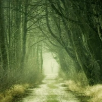 Real Forest Live Wallpaper