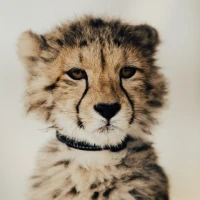 Cheetah