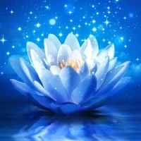 lotus wallpaper