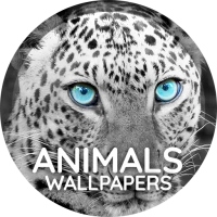 Wallpapers 4K with animals