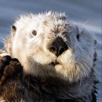 Otter Wallpapers