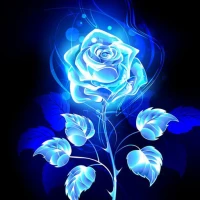 Rose Flower Wallpaper HD