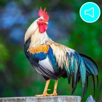 Animals : Ringtones & Sounds