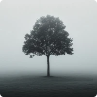 Black and White Wallpapers