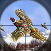 Pheasant Bird Hunting 2025