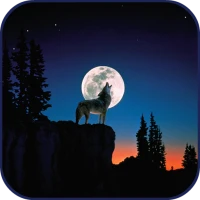 10000 Wild Animals Wallpapers