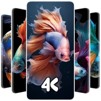 Betta Fish Wallpaper