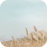 [WISH] 갈대 카톡 테마