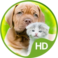Wallpapers cute animals