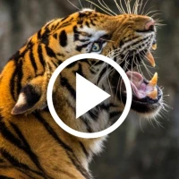 Tiger Videos Live Wallpaper 4k