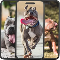 Pitbull Wallpapers