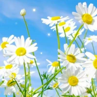 Spring Live Wallpaper