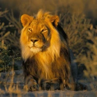 Trendy  Lion King Wallpaper HD