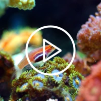 Under Sea Live Wallpaper