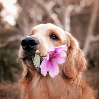 Cute Puppy & Dog Wallpaper