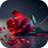 Rose Flower Images