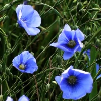 Spring Flowers Live Wallpaper