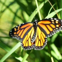 Butterflies Live Wallpaper