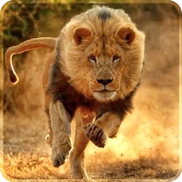 Lion Live Wallpaper App