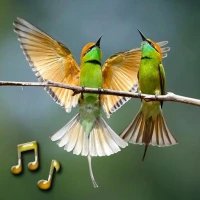 Birds Sounds
