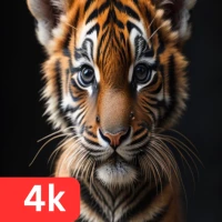 Baby Tiger Wallpapers 4k