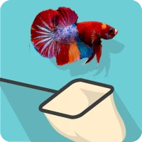 Catch the Betta