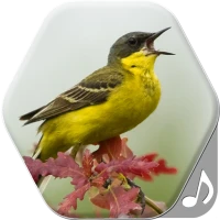 Bird Sounds and Ringtones