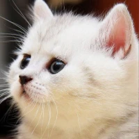 White Cats Wallpapers