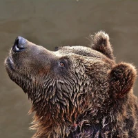 Guess the Animal Sounds