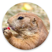 DiggieDog: A Gopher Client