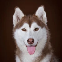 Cute Husky Wallpaper HD 4K