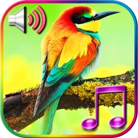 Birds Sound Ringtones