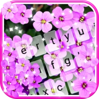 Purple Dream Keyboard + Live W