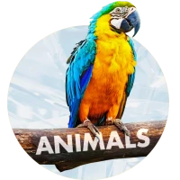 Animals Wallpapers for phone