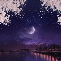 Night view cherry blossom
