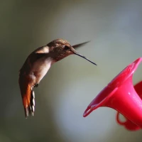 Vyomy 3D Hologram Hummingbird2