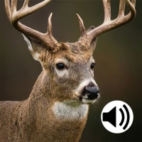 Whitetail Deer Hunting Calls