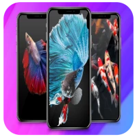 Betta Fish Live Wallpaper 4K