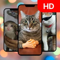 Funny Cat Meme Wallpapers HD