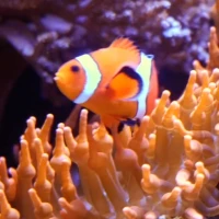 Aquarium Live Wallpaper