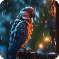 Animal Wallpaper & Backgrounds