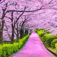 Cherry Blossom Wallpapers