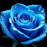 Blue Rose Wallpaper