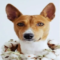 Puppy Live Wallpaper