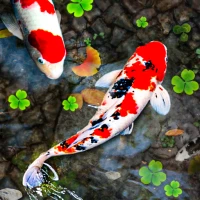 Koi Fish Live Wallpapers HD