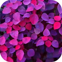 Purple Wallpaper 2025