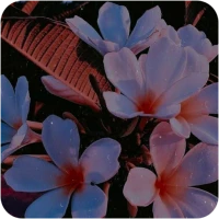 Flower Wallpapers in HD, 4K