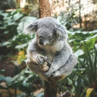 Koala Wallpaper